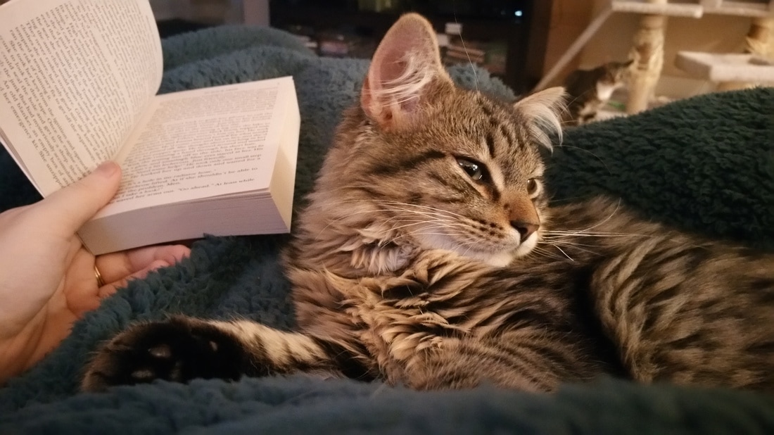 Cat and Book